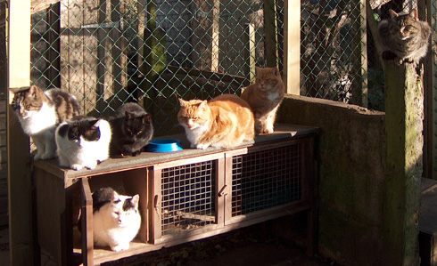 A group of FIV cats in the sanctuary