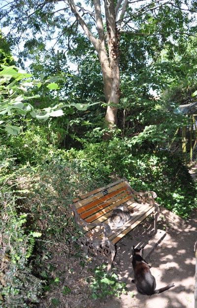 a few cats by the bench in the Fivery