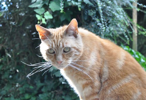 Thomas having a closer look