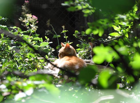 Thomas enjoying the sun in the sanctuary