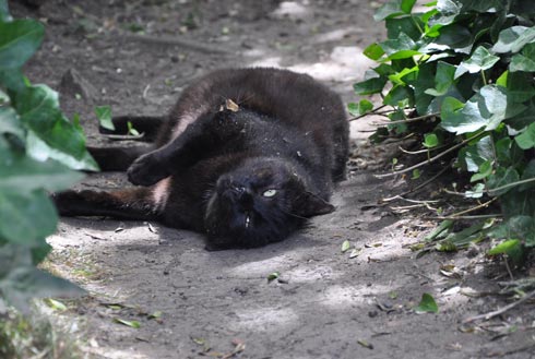 Having a roll in the pathway