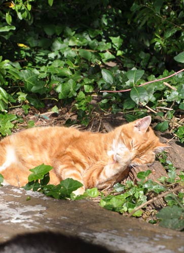 Captain washing in a lazy fashion, looks half asleep