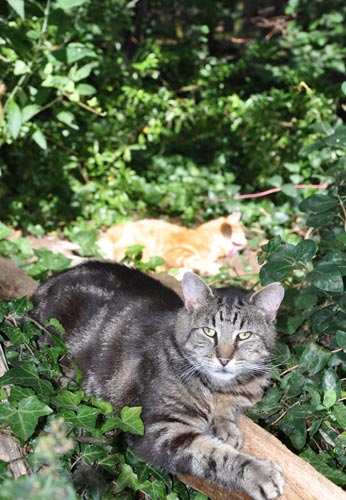 Redruth in the frame again