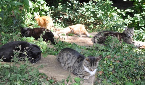 a group of cats spread out on the Fivery planks